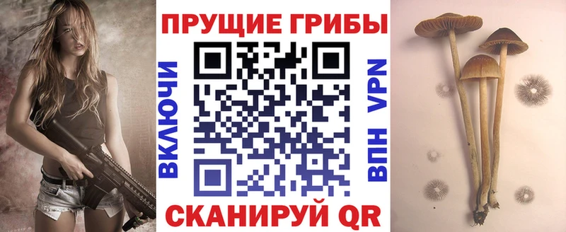 как найти наркотики  Олонец  Галлюциногенные грибы Cubensis 